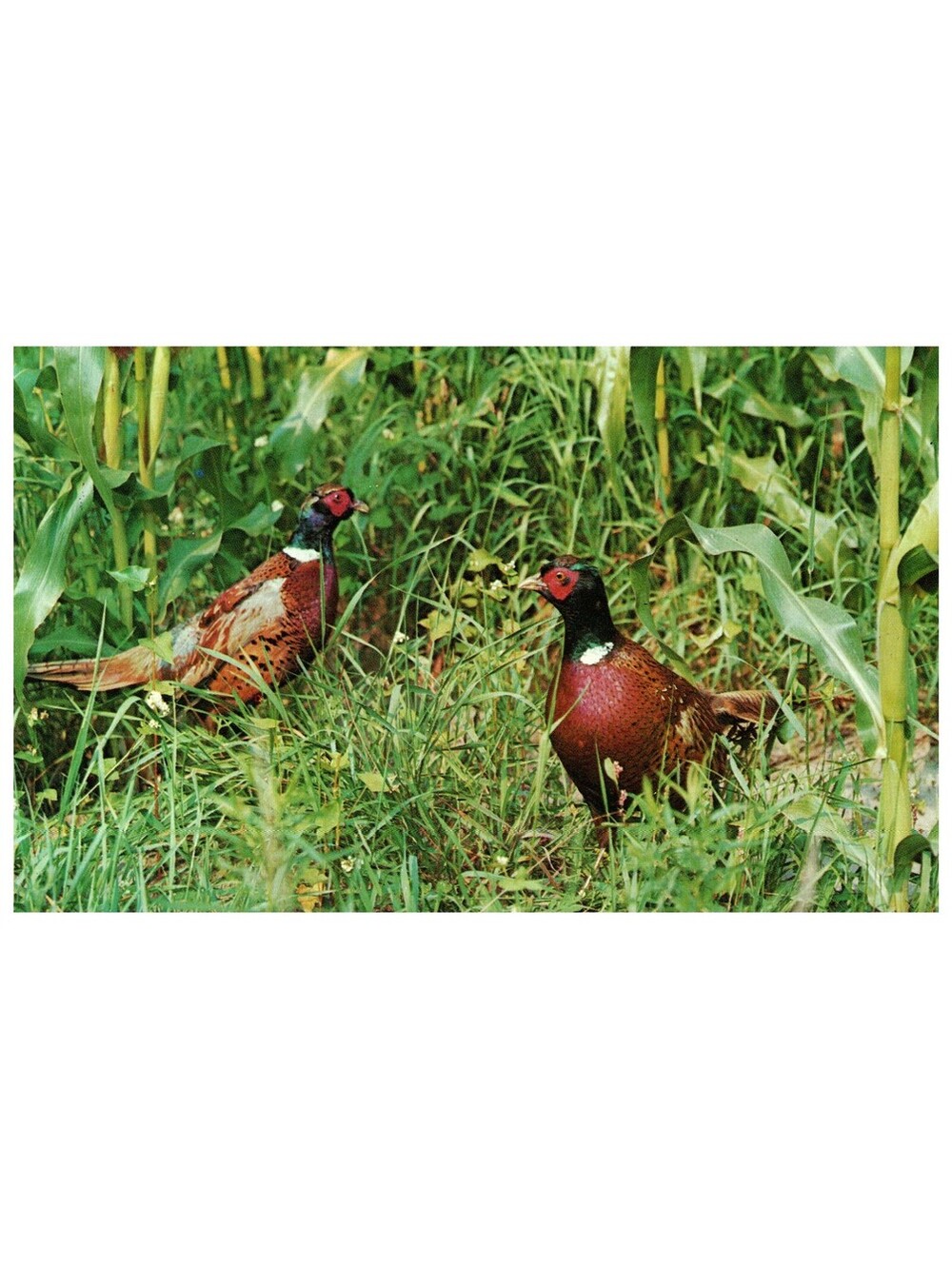 Vintage Postcard 1960s Ring Necked Pheasants Game Birds Hunting Old Stock